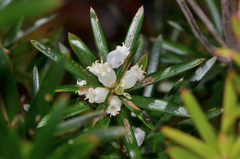 Cyathodes glauca
