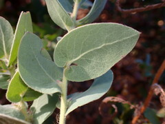 Arctostaphylos auriculata