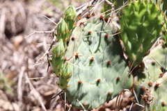 Opuntia macrorhiza
