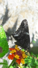 Codatractus arizonensis