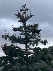 Abies concolor
