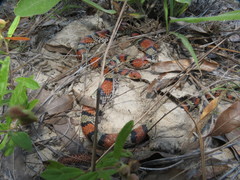 Cemophora coccinea