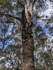 Dendrobium linguiforme