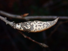 Heteroecus pacificus