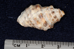Muricidae