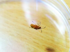 Galerucella nipponensis