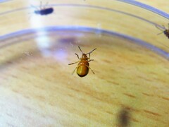 Galerucella nipponensis