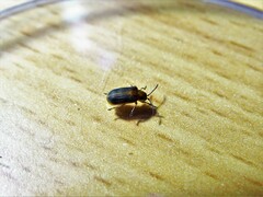 Galerucella nipponensis