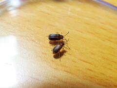 Galerucella nipponensis