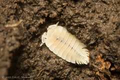 Platyarthrus hoffmannseggii