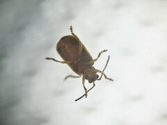 Galerucella nipponensis