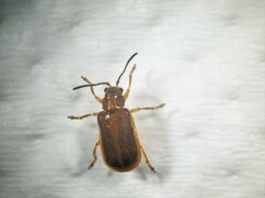 Galerucella nipponensis