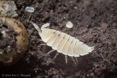 Platyarthrus hoffmannseggii