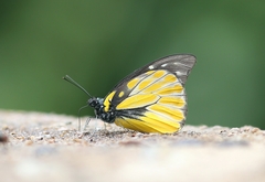 Prioneris thestylis