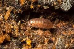 Trichoniscus pusillus