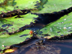 Galerucella nipponensis