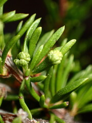 Eriophyes adenostomae