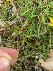 Listia bainesii