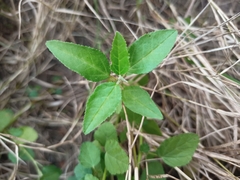 Croton bonplandianus