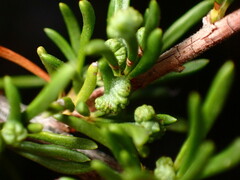 Eriophyes adenostomae