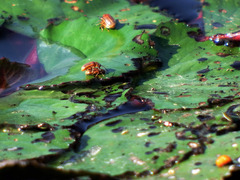 Galerucella nipponensis
