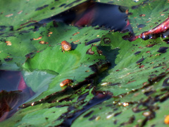 Galerucella nipponensis