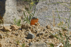 Callopistes maculatus