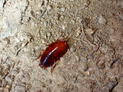 Parcoblatta americana