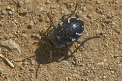 Gyriosomus marmoratus