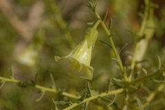 Lycium bridgesii