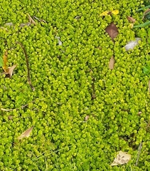 Leptostigma setulosum