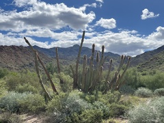 Lophocereus schottii