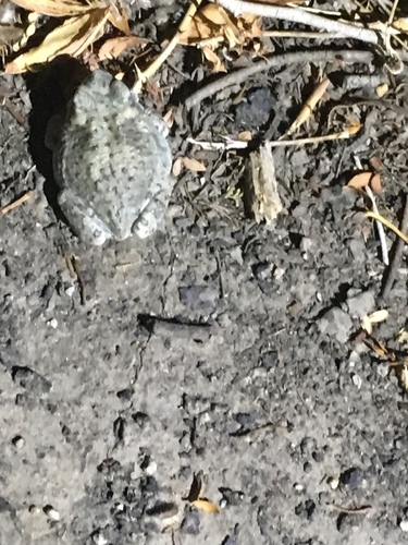 iNaturalist observation photo of Red-spotted Toad