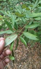 Notholithocarpus densiflorus densiflorus