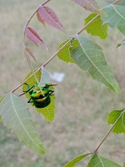 Chrysocoris stollii