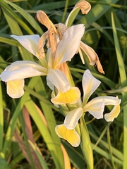 Iris orientalis