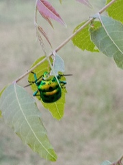 Chrysocoris stollii