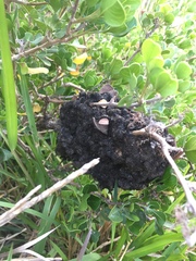 Crematogaster peringueyi