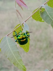 Chrysocoris stollii