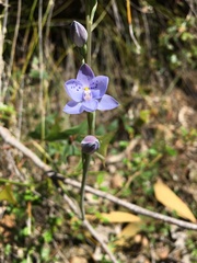 Thelymitra ixioides