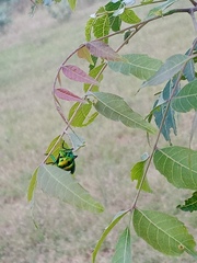 Chrysocoris stollii