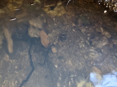 Thermonectus marmoratus