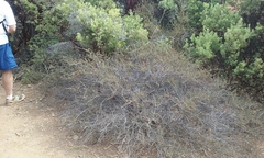 Ceanothus foliosus foliosus