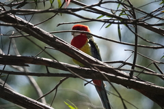 Platycercus eximius eximius