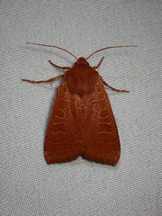Xylenini
