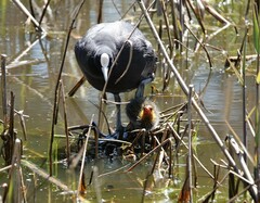 Fulica atra australis