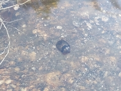 Thermonectus nigrofasciatus nigrofasciatus
