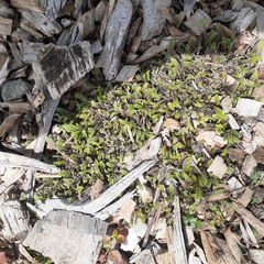 Leptinella squalida