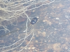 Thermonectus nigrofasciatus nigrofasciatus