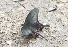 Papilio bianor